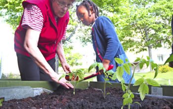 Nawal Mahmoud och Terttu Lehtinen sätter ut tomatplantor som har förkultiverats hemma i lägenheten.