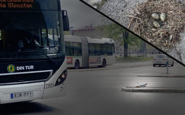 En fiskmås har lagt bo mitt i en trafikerad korsning. Bussar åker förbi och en andra bild visar äggen den ruvar på.