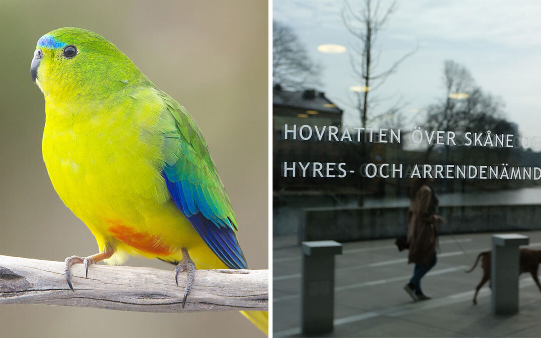 En tvådelad bild som visar färgglad fågel och ett fönster med texten "hyres- och arrendenämnd".