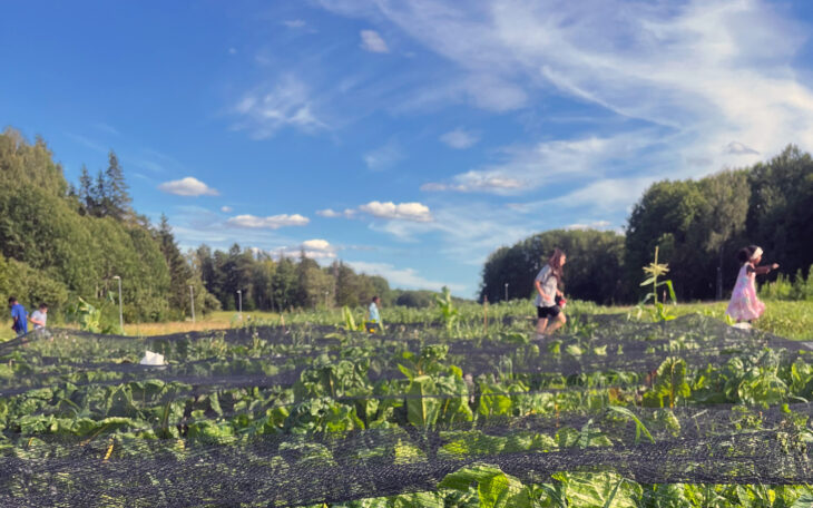 En odling med rader av kålblad, täckta av en markväv. Längst bort i bilden springer några barn över fältet. Himlen är klarblå med lätta moln.