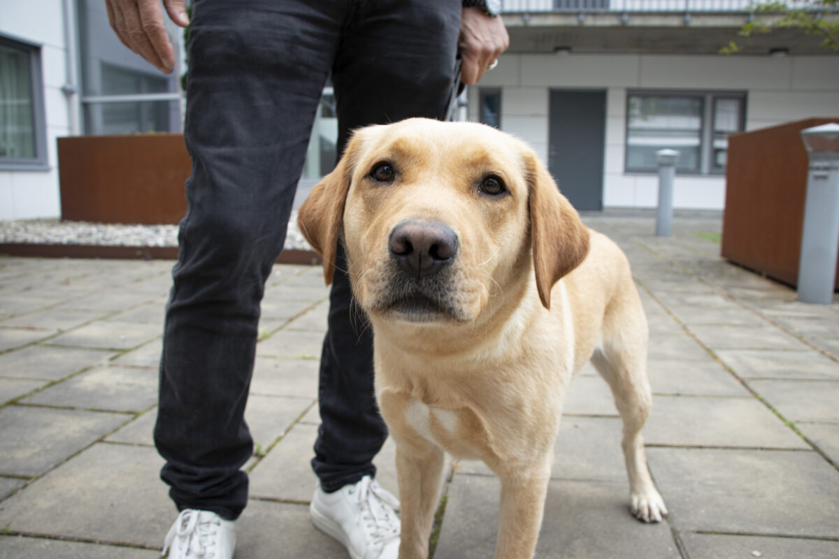 Labradortiken Loka, 2,5 år, är en av narkotikahundarna som ska söka igenom Uddevallahems hyresområden. 