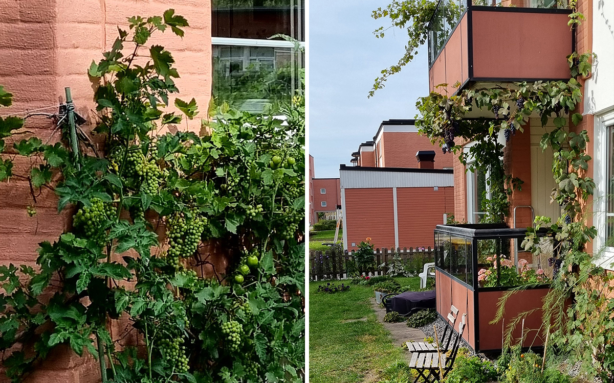 Tvådelad bild: Vinranka med klasar av vindruvor i närbild mot laxrosa putsad fasad och vinrankor som klättrar från bottenvåningens balkong till balkongen en våning upp. Hyresgäster i Gränby i Uppsala har blivit av med staketet runt sina uteplatser i samband med att platser för brandstegar anlagds. Eva Byegård har också fått veta att Rikshem tänker ta bort hennes vinrankor som är cirka 35 respektive 40 år.