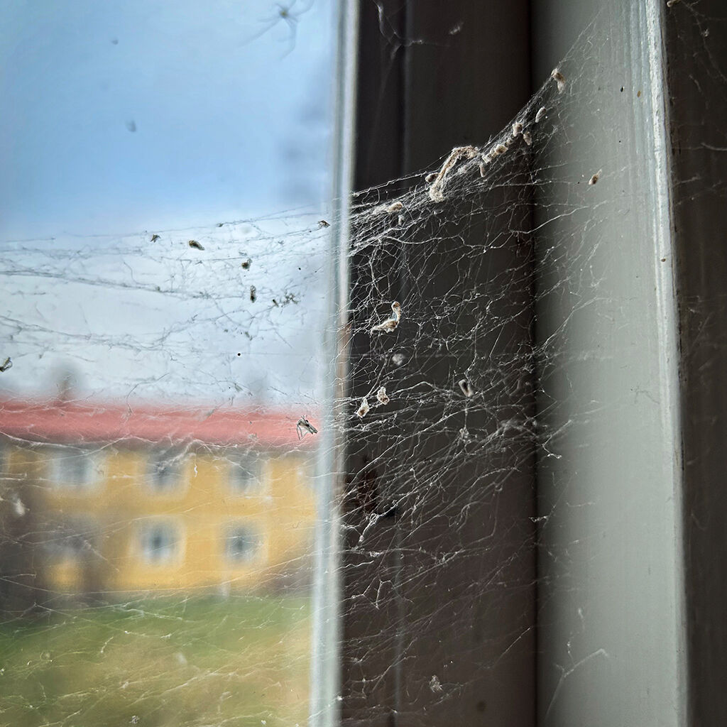 En spindelväv som täcker en stor del av ett fönster. Ett gult flerfamiljshus skymtar svagt på andra sidan rutan.